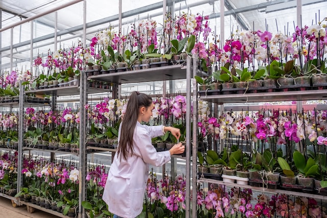 person working with roses