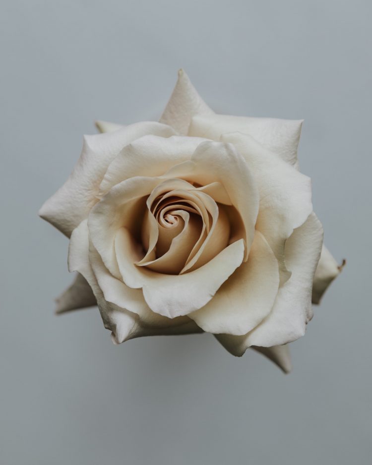 white rose