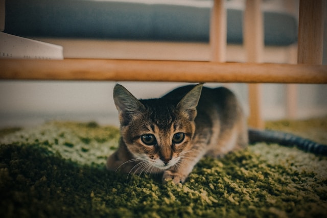 cat-under-brown-wooden-frame