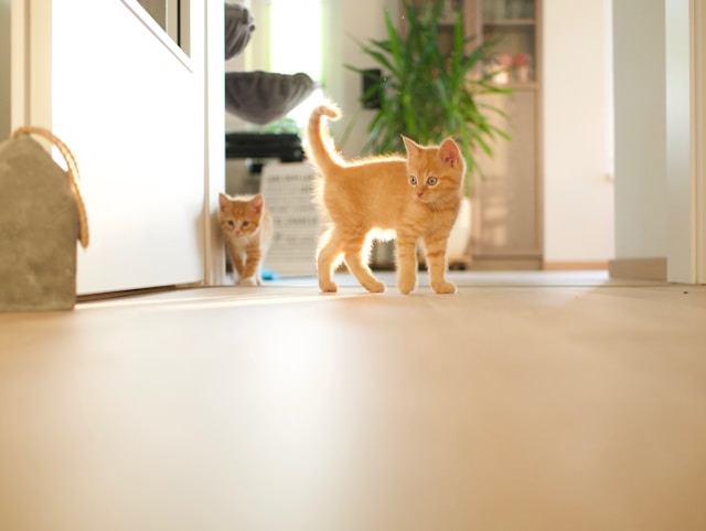 orange-tabby-kittens