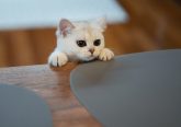 white-cat-on-brown-wooden-table