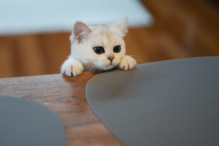 white-cat-on-brown-wooden-table